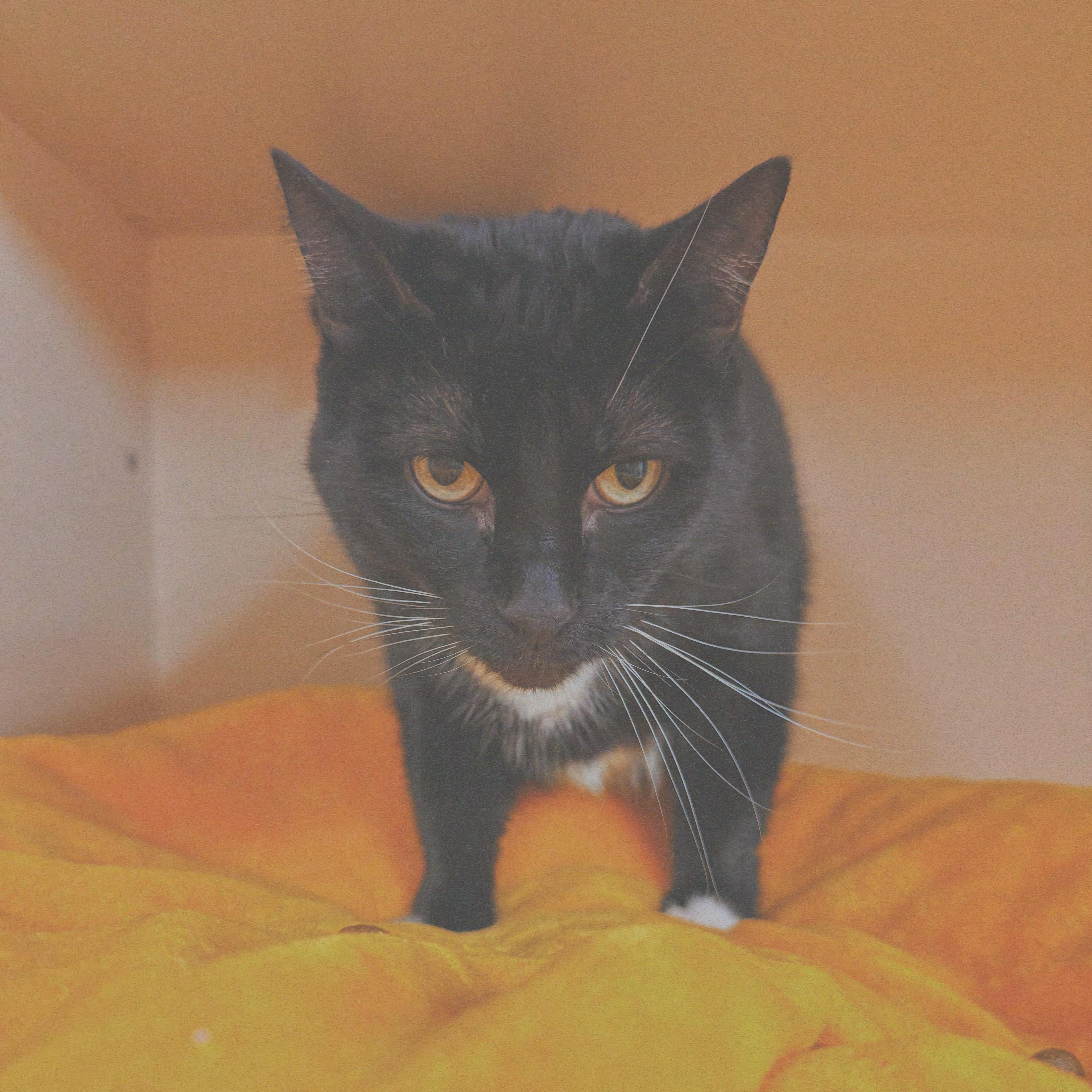 Gemini, an adoptable mixed breed in Hays, KS image 5/6