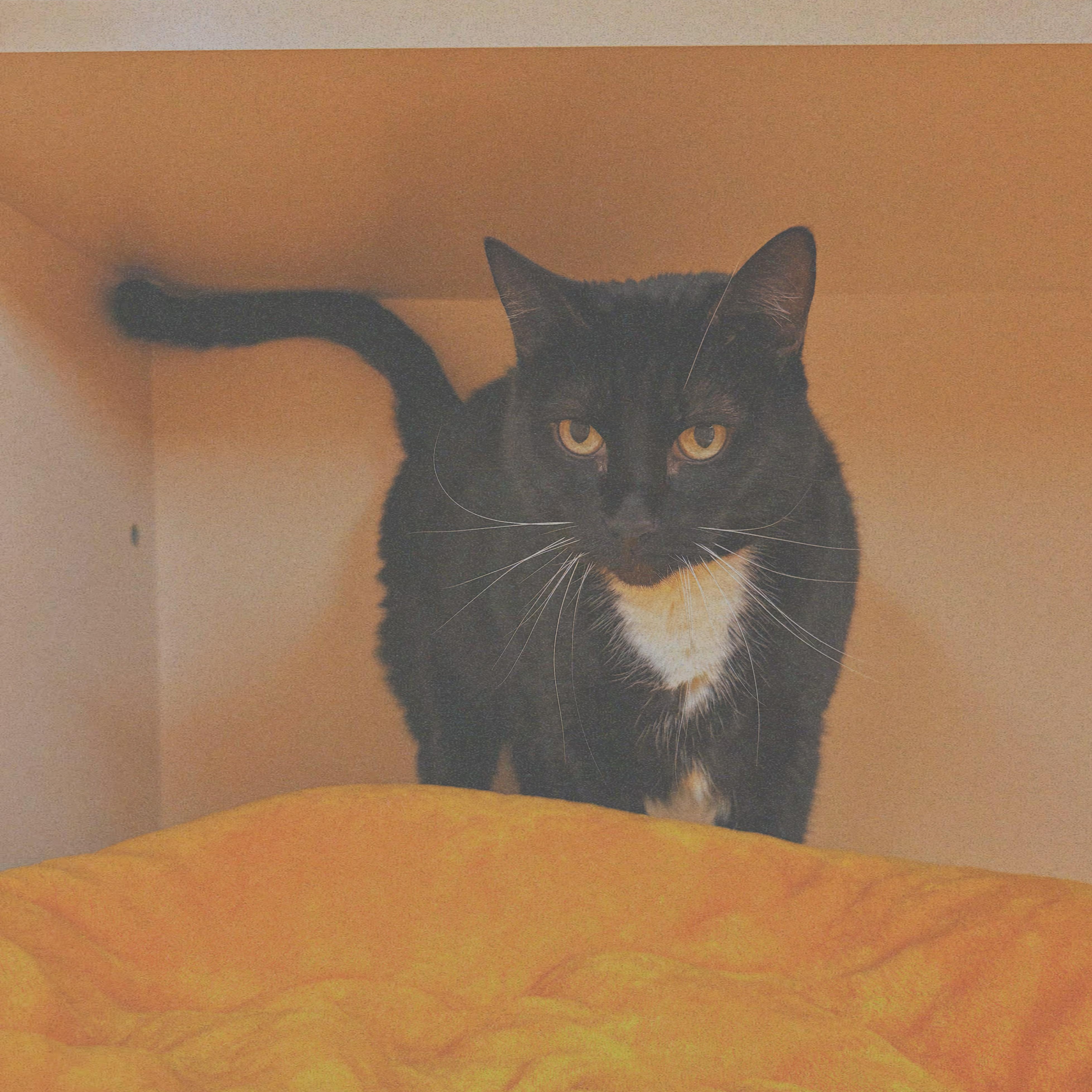 Gemini, an adoptable mixed breed in Hays, KS image 6/6