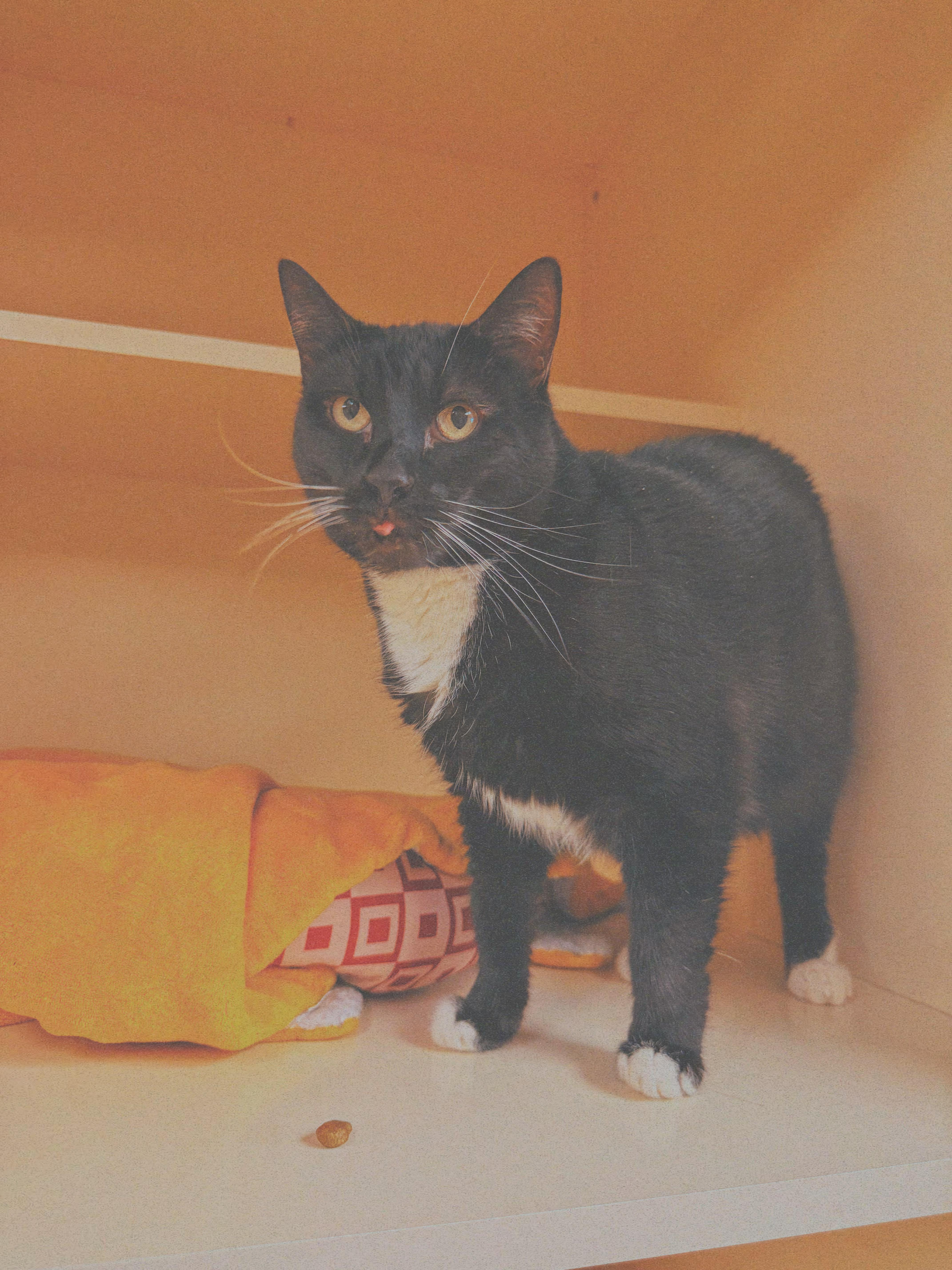 Gemini, an adoptable mixed breed in Hays, KS image 3/6