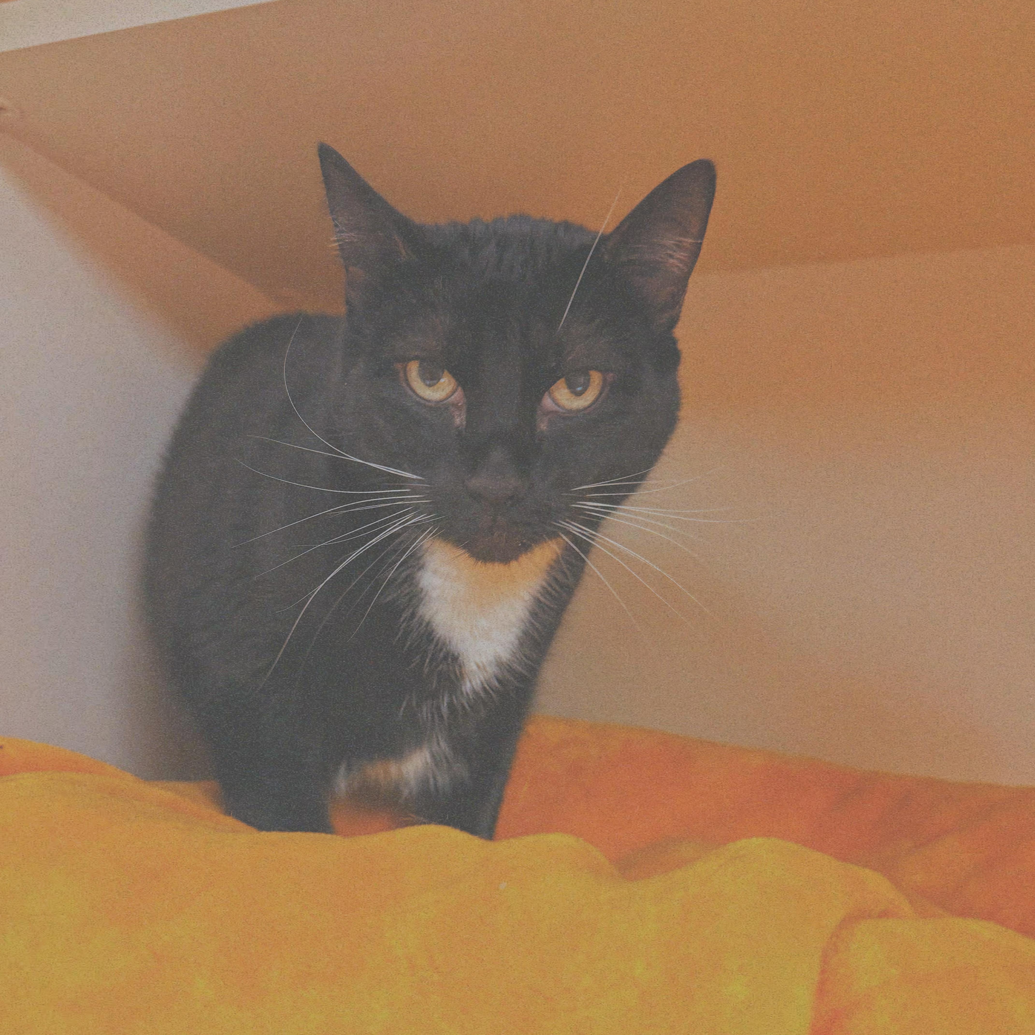Gemini, adoptable, Senior Female Domestic Short Hair.