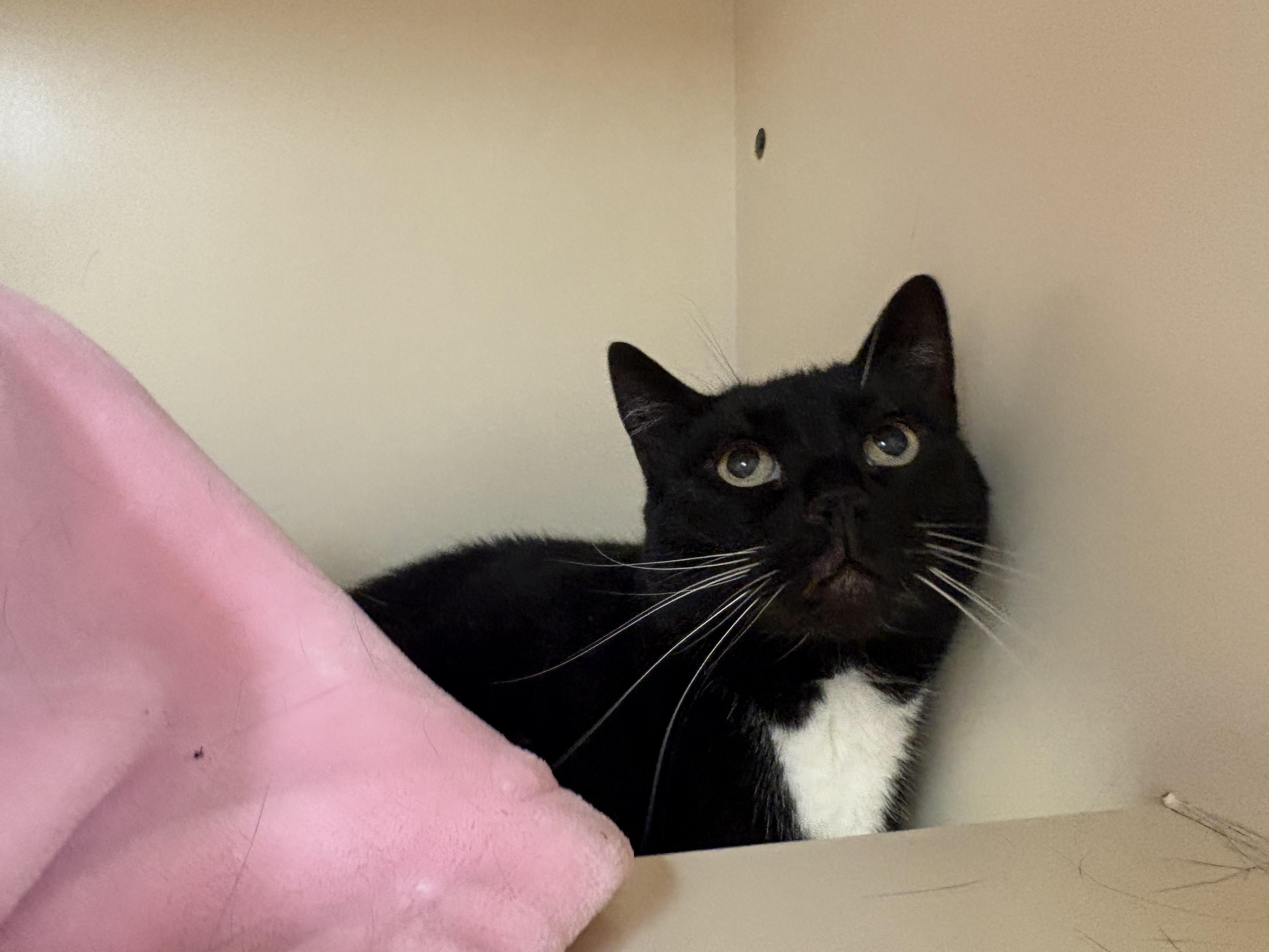 Gemini, a ADOPTABLE mixed breed in Hays, KS image 5/6