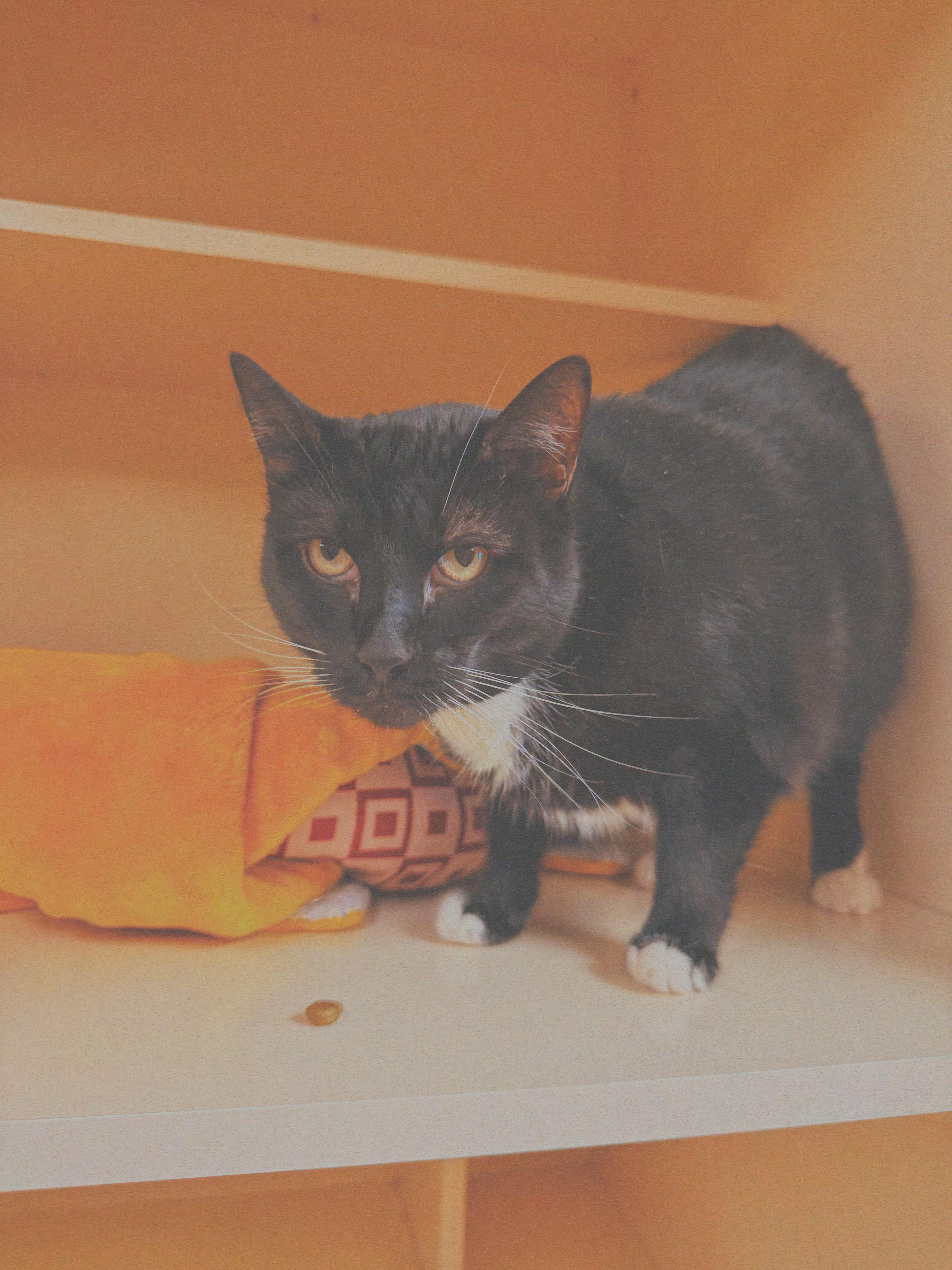 Gemini, an adoptable mixed breed in Hays, KS image 4/6