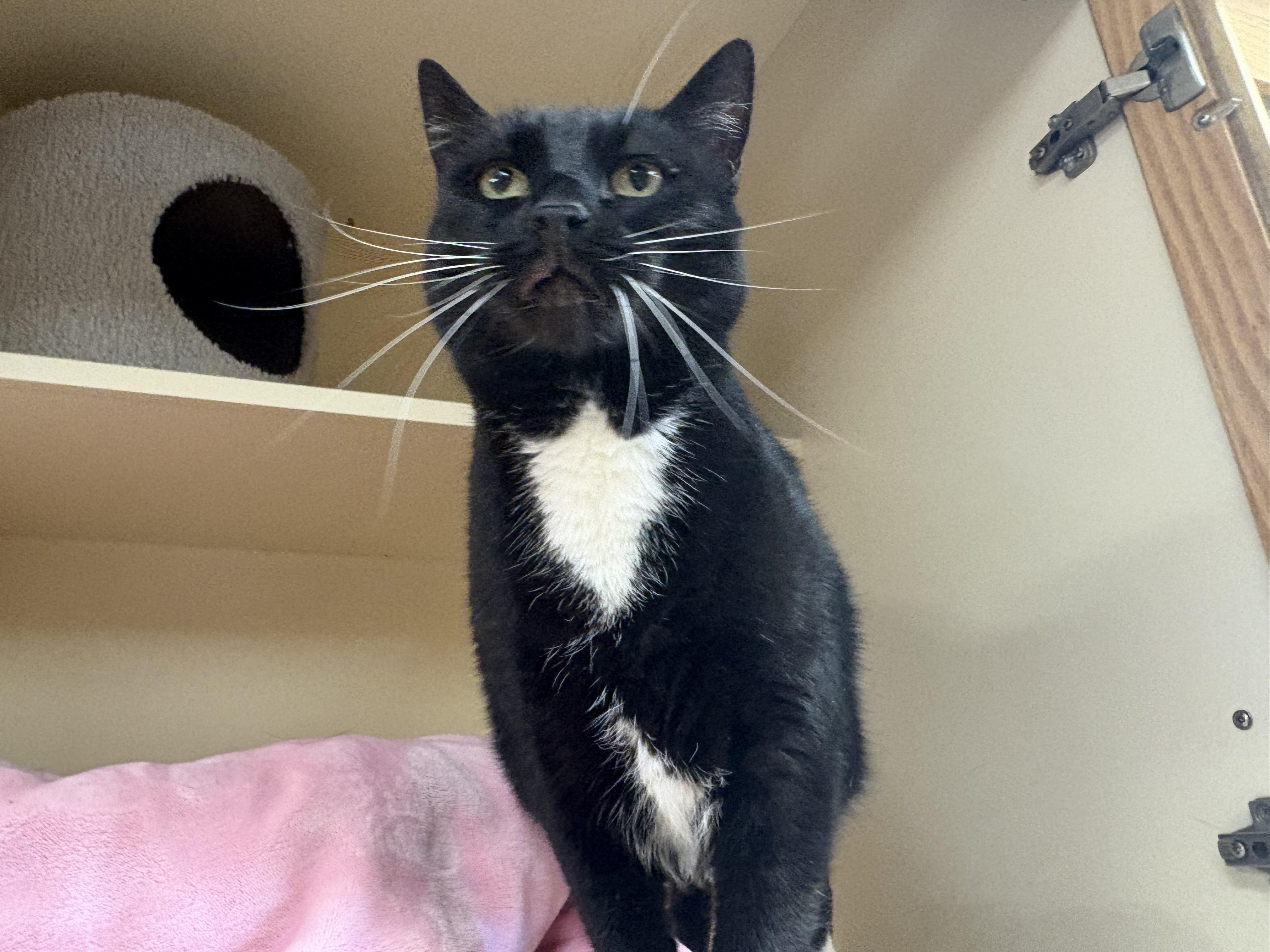 Gemini, a ADOPTABLE mixed breed in Hays, KS image 3/6