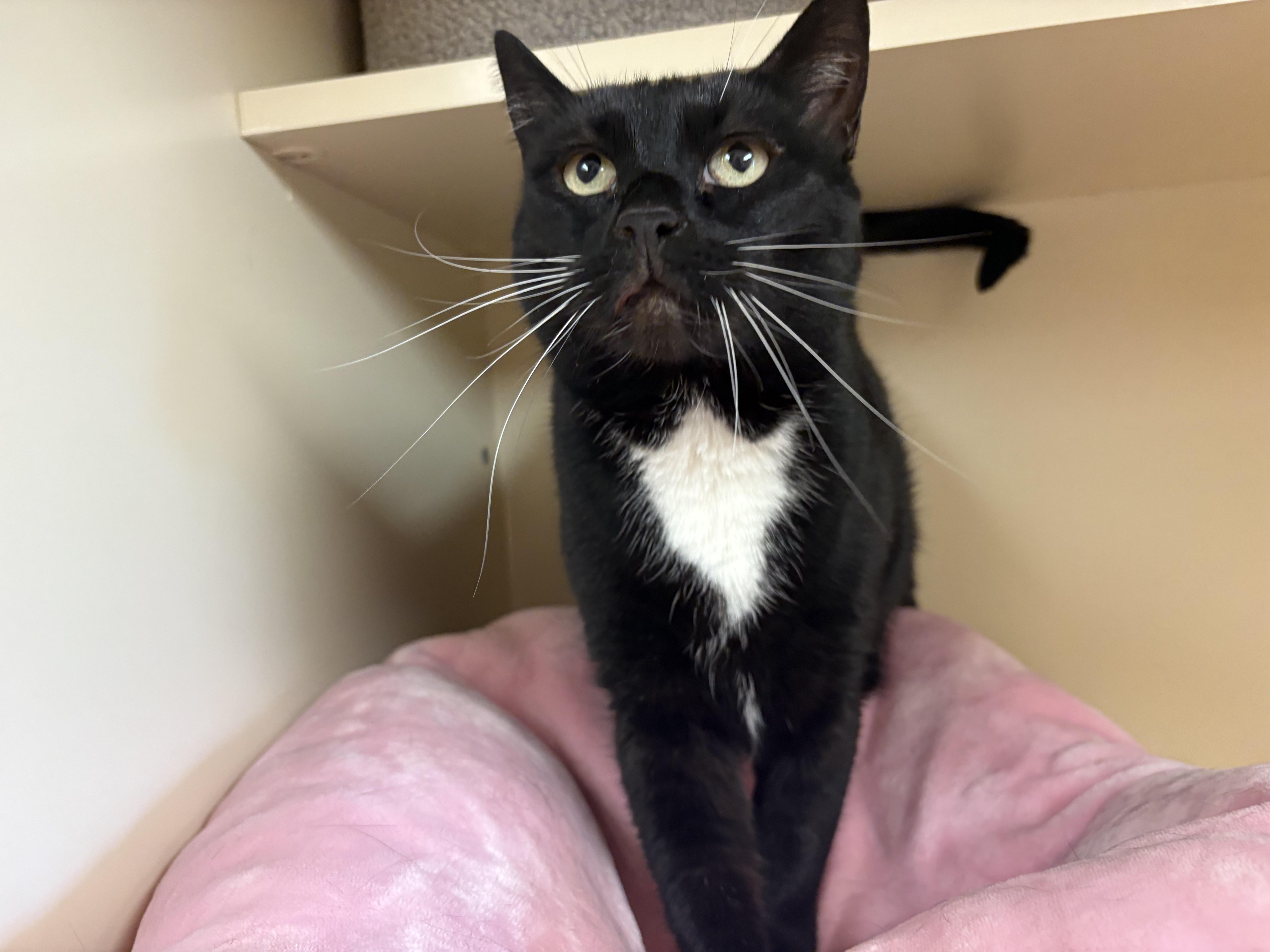 Gemini, ADOPTABLE, Senior Female Domestic Short Hair.