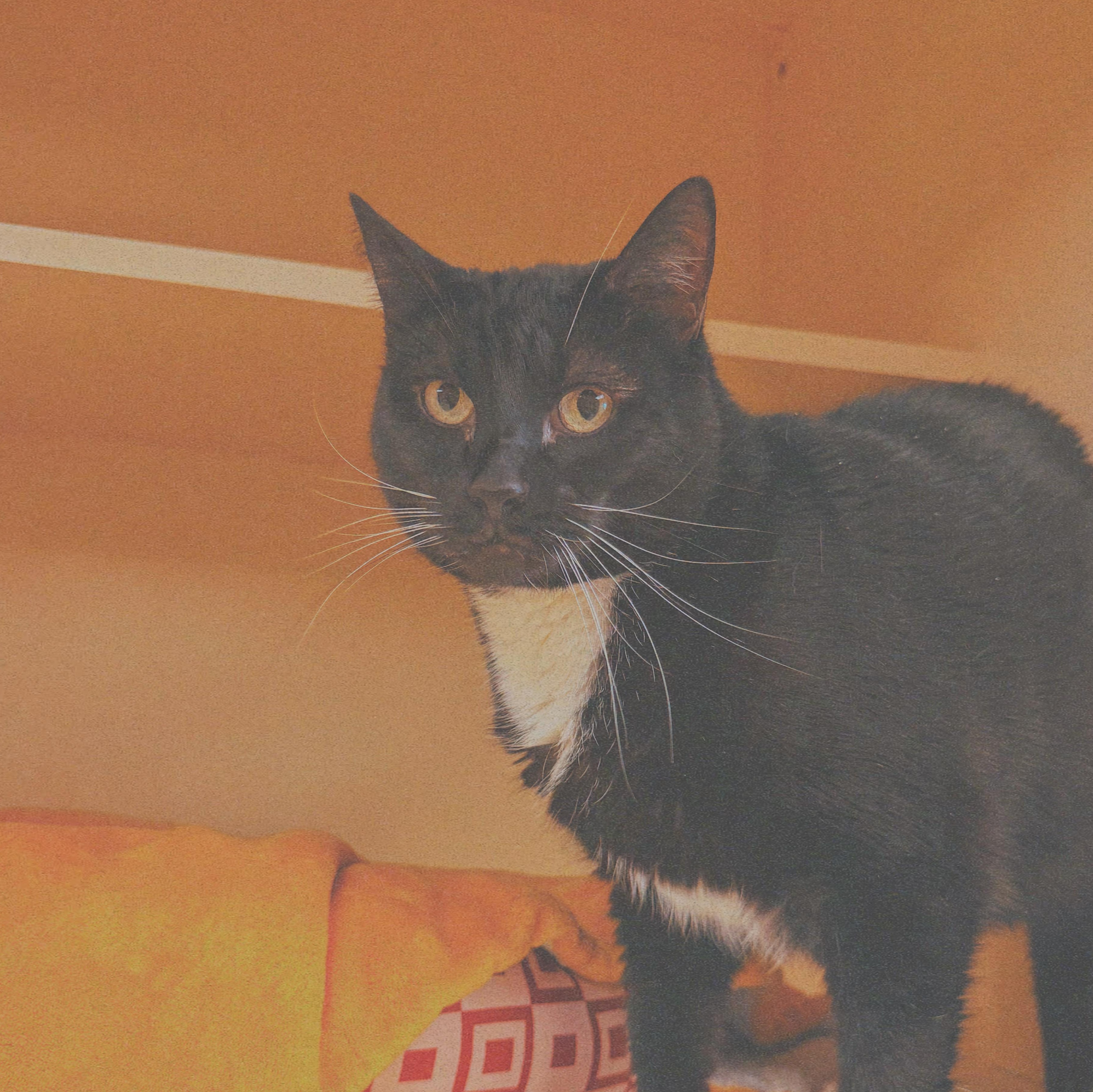 Gemini, an adoptable mixed breed in Hays, KS image 2/6