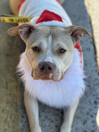 Taira, Adoptable, Adult Female Mixed Breed & Mixed Breed.