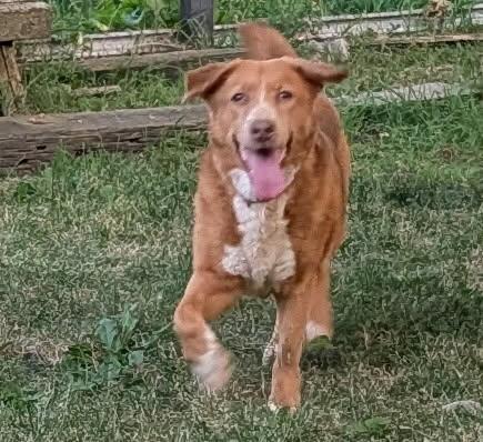 Enlarge Katie, a ADOPTABLE mixed breed in Barrington Hills, IL image 3/3