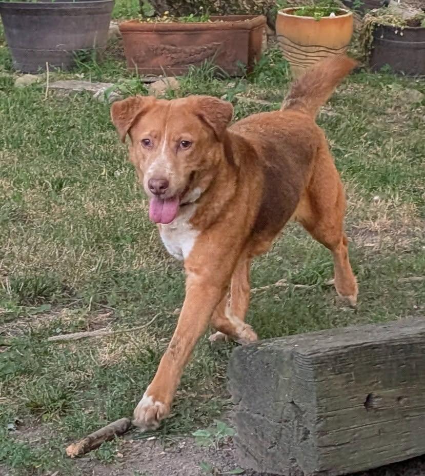 Enlarge Katie, a ADOPTABLE mixed breed in Barrington Hills, IL image 2/3