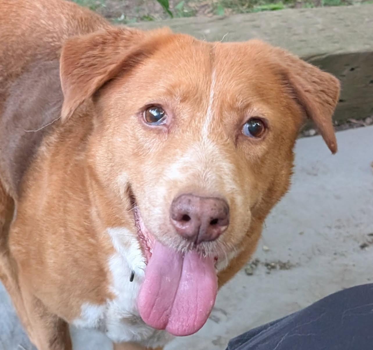 Katie, ADOPTABLE, Young Female Cattle Dog.
