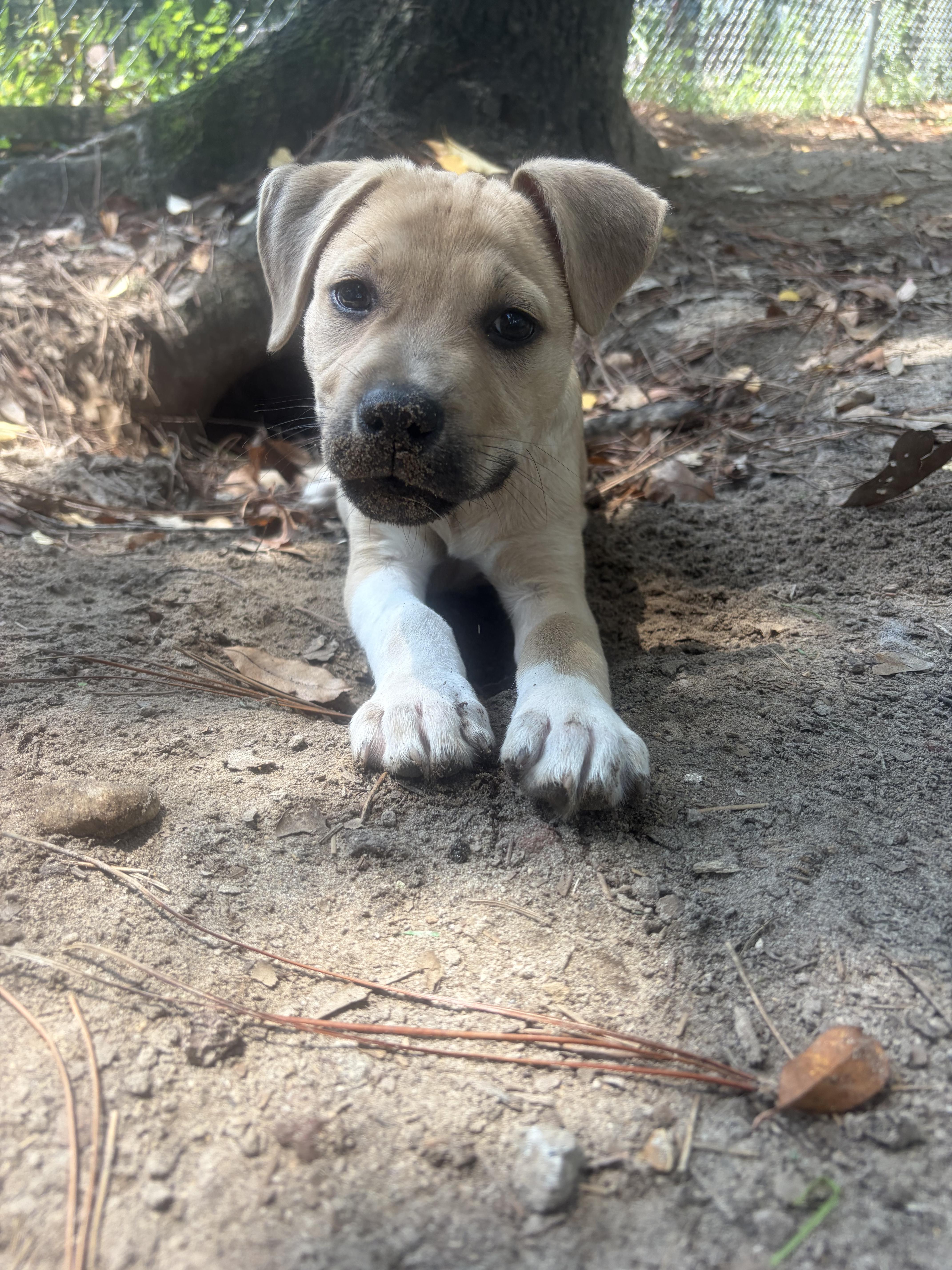 Sydney, Adoptable, Puppy Female Black Mouth Cur.