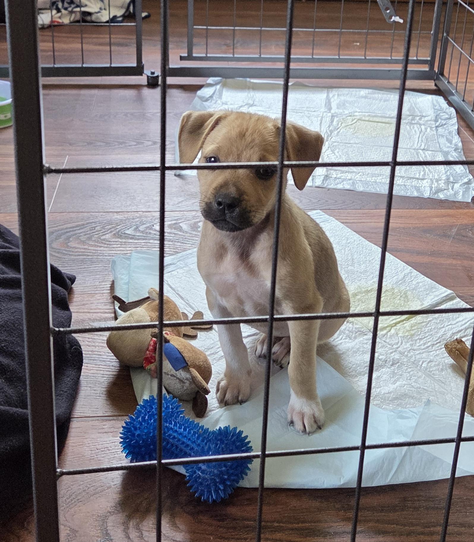 Enlarge Sydney, a Adoptable mixed breed in PENSACOLA, FL image 3/3