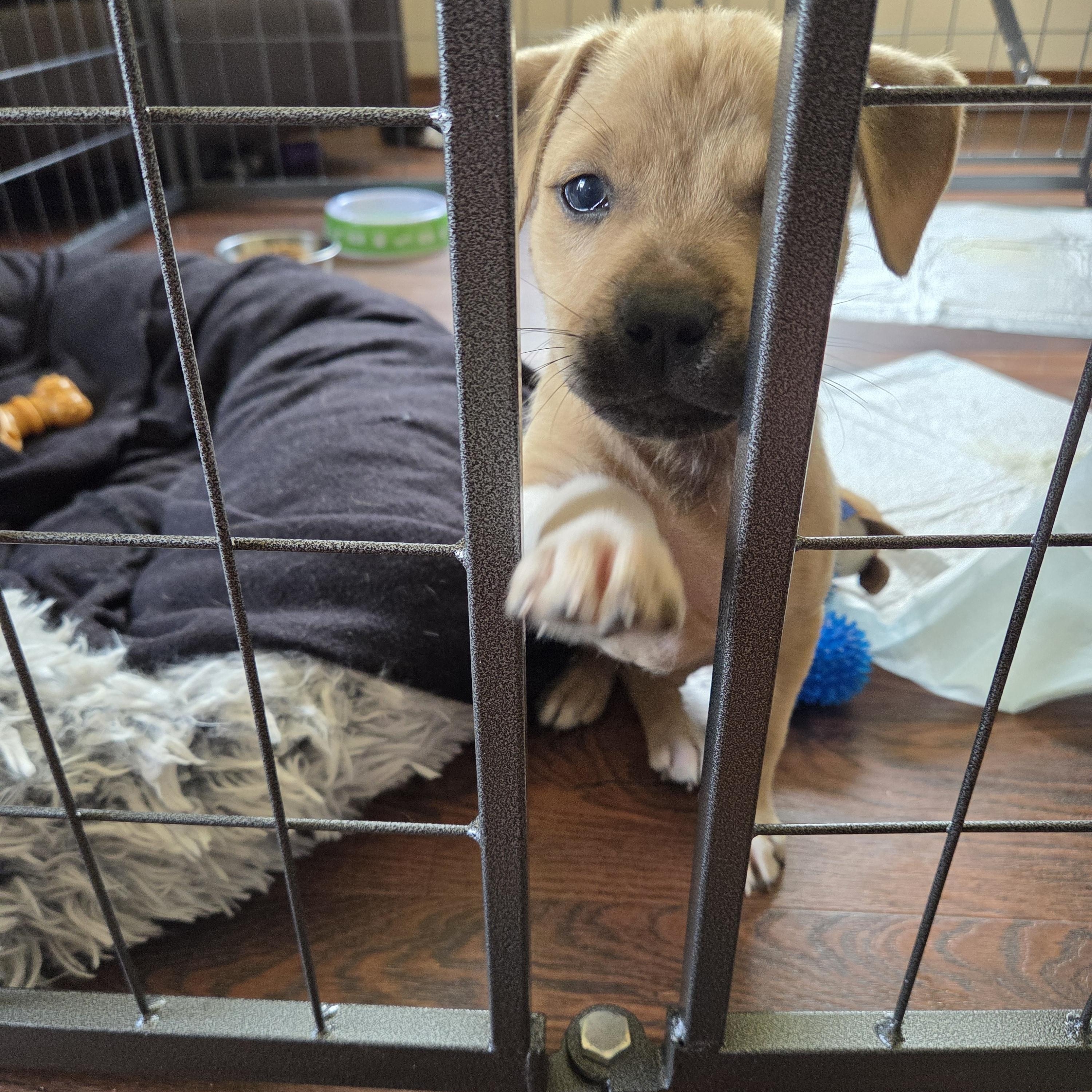 Enlarge Sydney, a Adoptable mixed breed in PENSACOLA, FL image 2/3