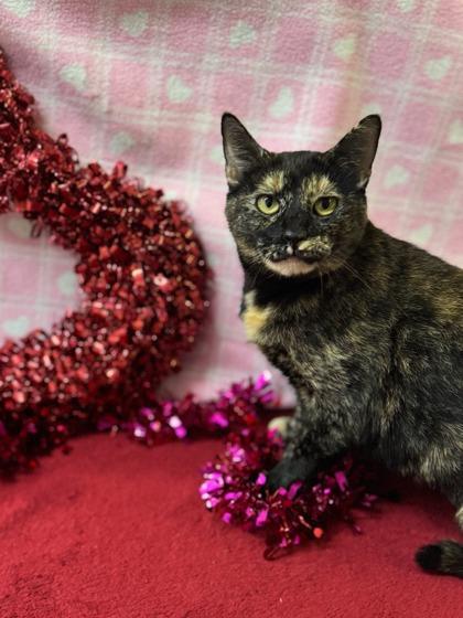 Sophie, Adoptable, Adult Female Domestic Short Hair & Domestic Short Hair.