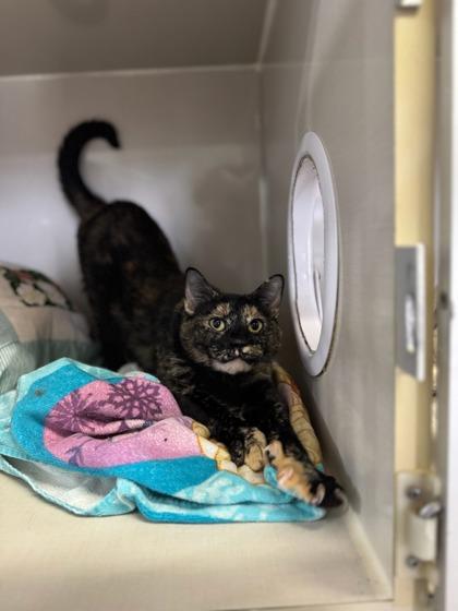 Enlarge Sophie, a Adoptable mixed breed in Moses Lake, WA image 2/2