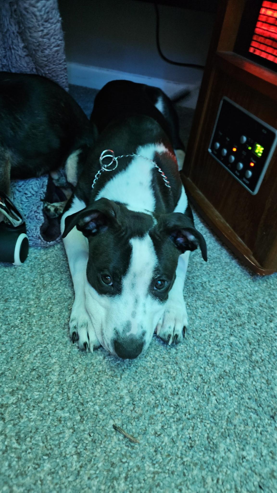 Enlarge Captain Vegetable - In Foster, a ADOPTABLE mixed breed in Kalamazoo, MI image 5/6