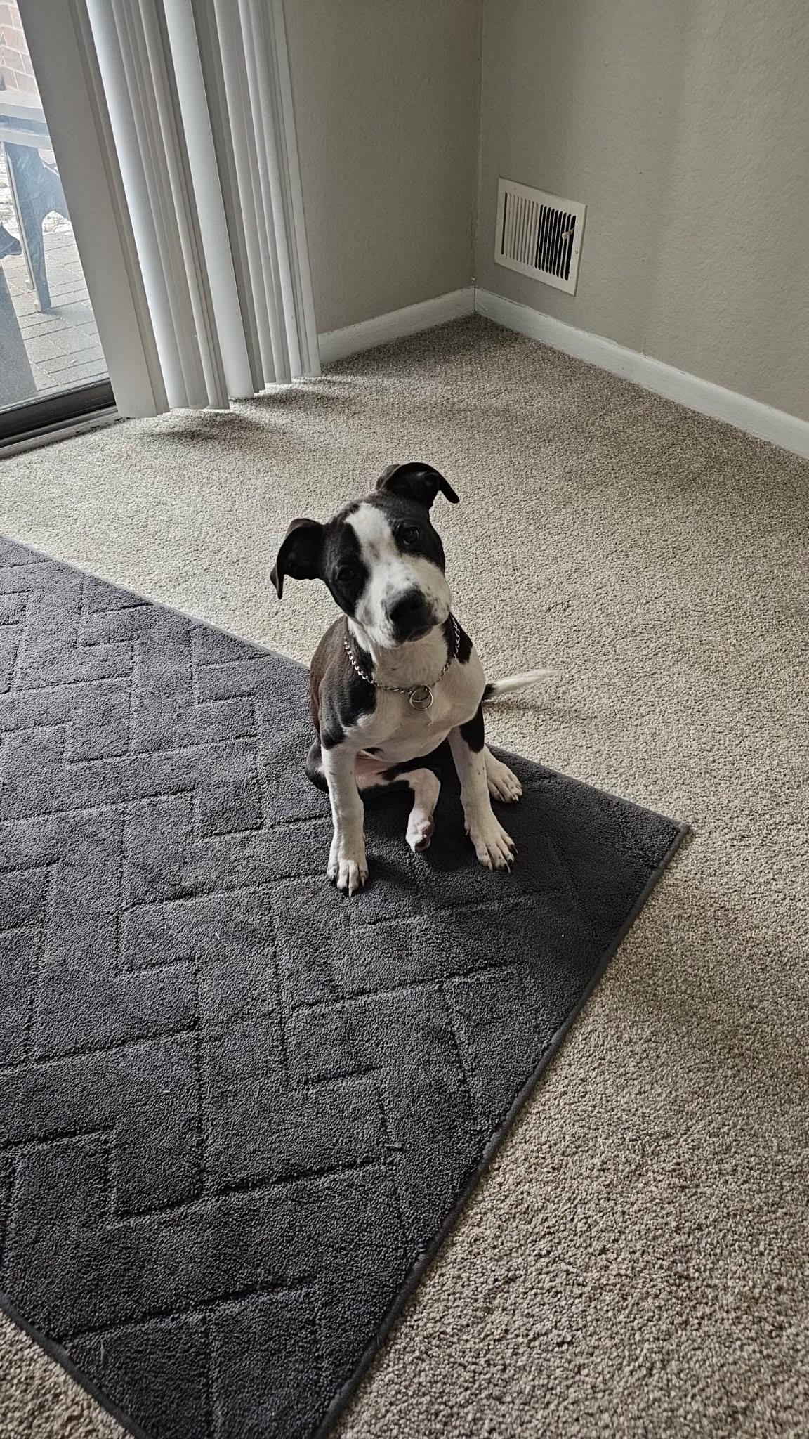 Enlarge Captain Vegetable - In Foster, a ADOPTABLE mixed breed in Kalamazoo, MI image 2/6