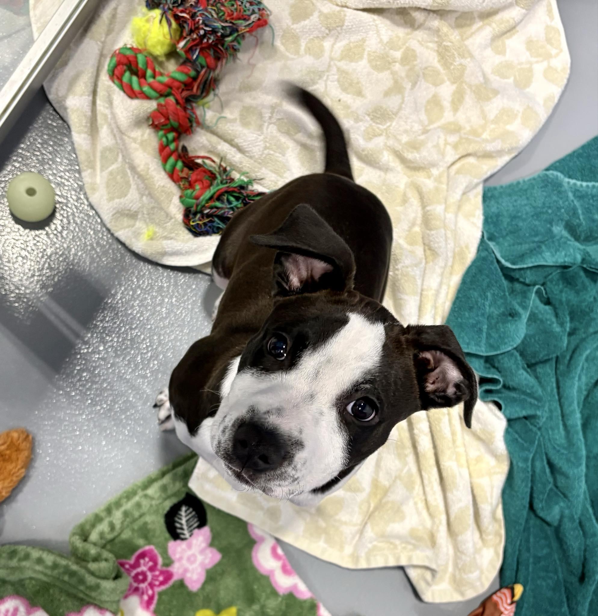 Enlarge Captain Vegetable - In Foster, a ADOPTABLE mixed breed in Kalamazoo, MI image 1/1