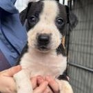 Captain Vegetable, ADOPTABLE, Puppy Male Pit Bull Terrier.