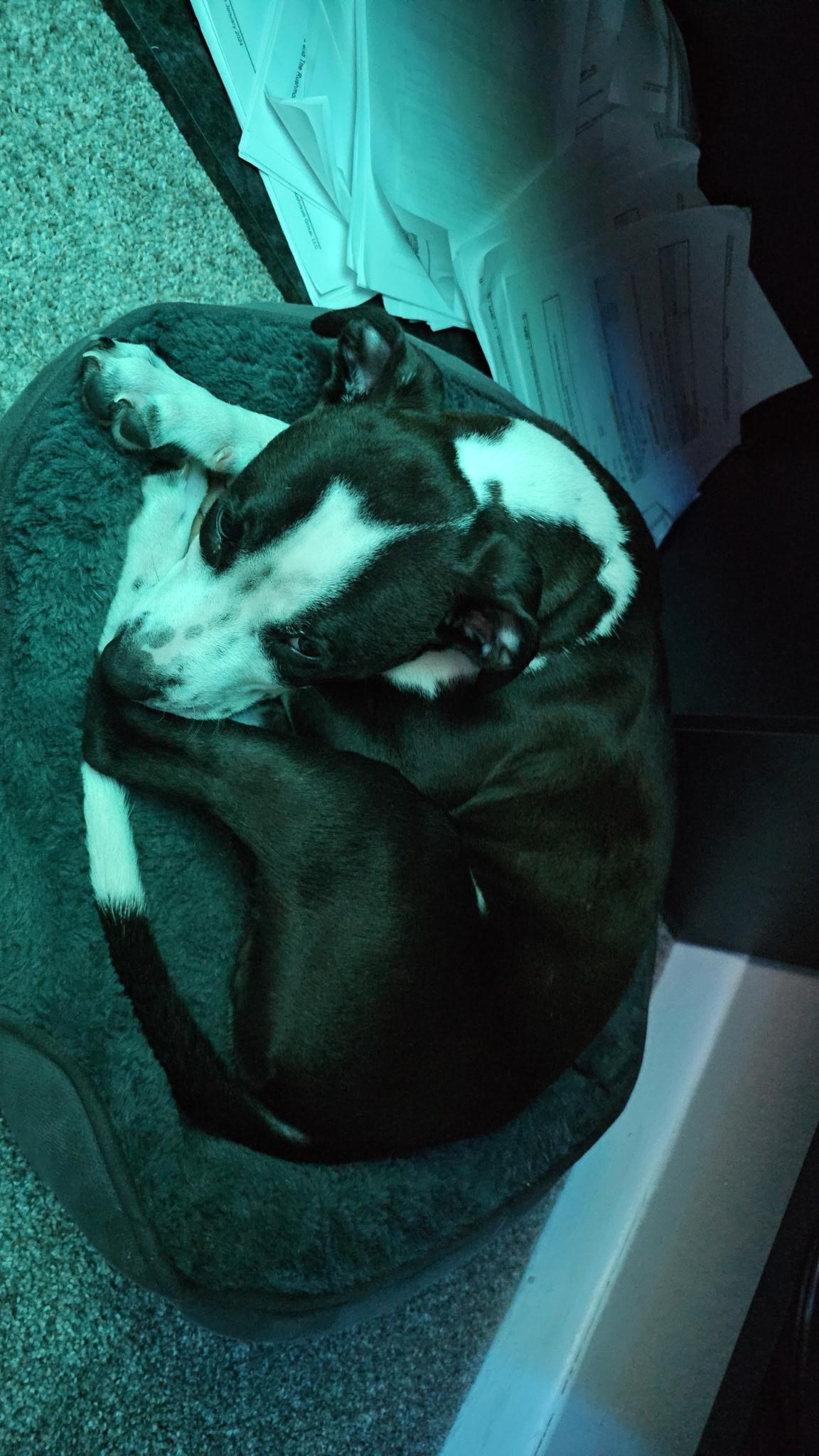 Enlarge Captain Vegetable - In Foster, a ADOPTABLE mixed breed in Kalamazoo, MI image 3/6