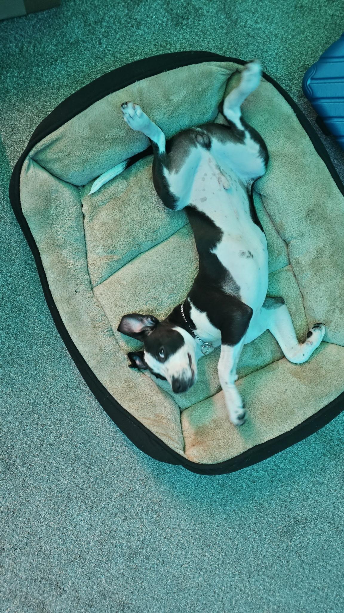 Enlarge Captain Vegetable - In Foster, a ADOPTABLE mixed breed in Kalamazoo, MI image 1/6