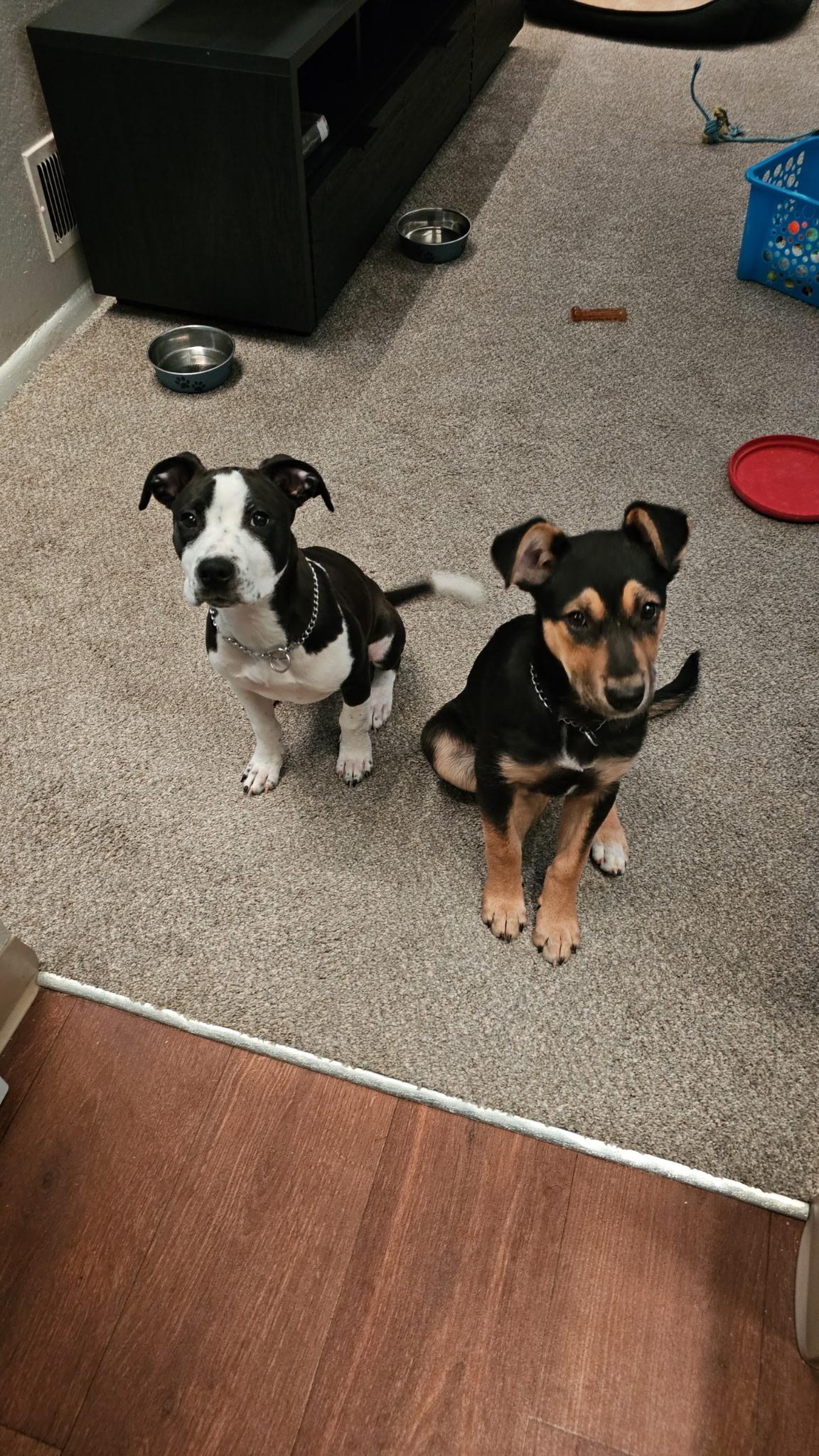 Enlarge Captain Vegetable - In Foster, a ADOPTABLE mixed breed in Kalamazoo, MI image 4/6