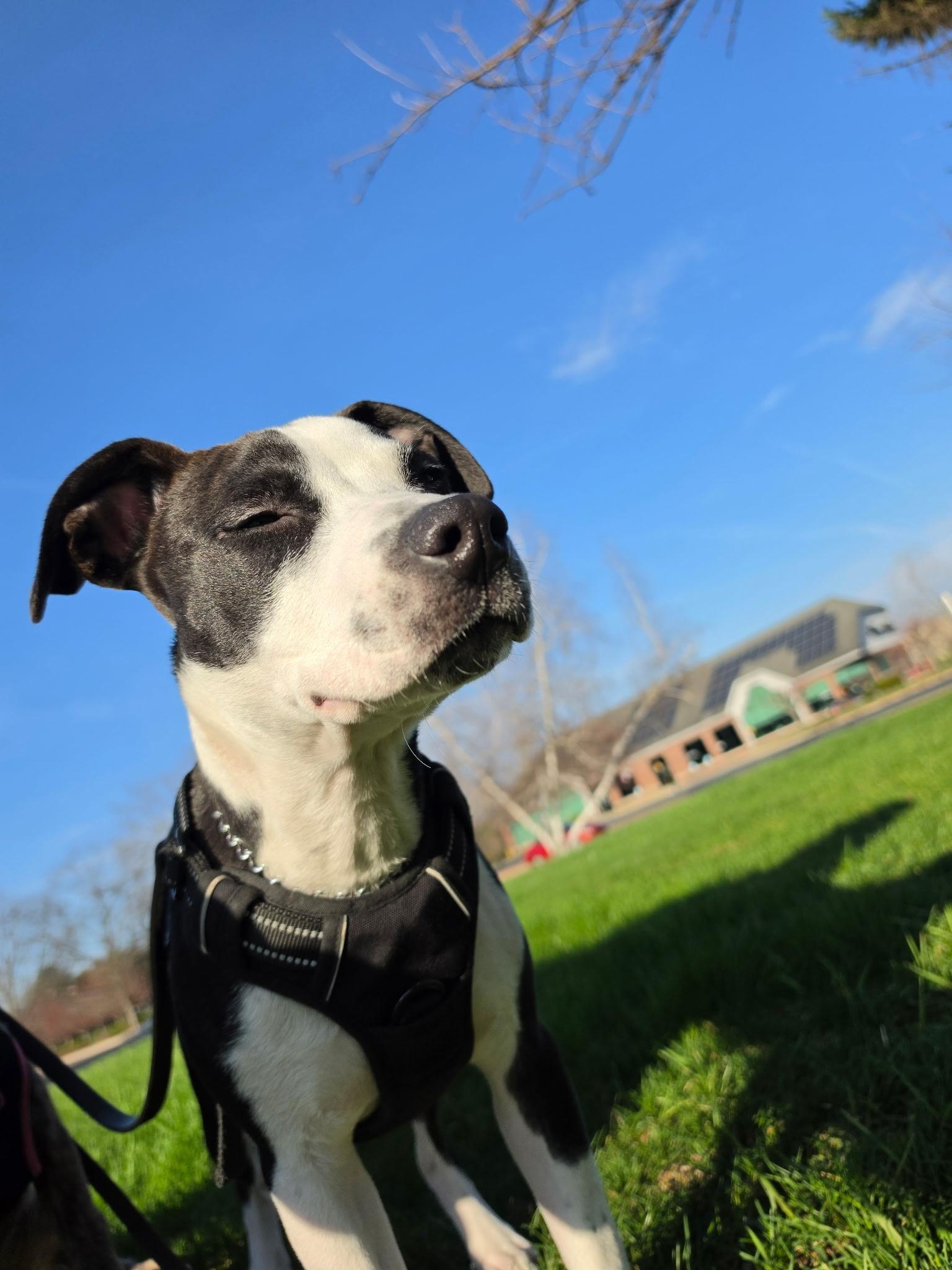 Enlarge Captain Vegetable - In Foster, a ADOPTABLE mixed breed in Kalamazoo, MI image 1/6