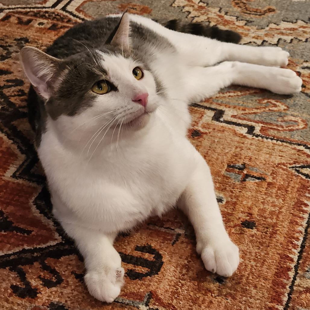 Quarter Pounder with Cheese, Adoptable, Adult Male Domestic Short Hair.