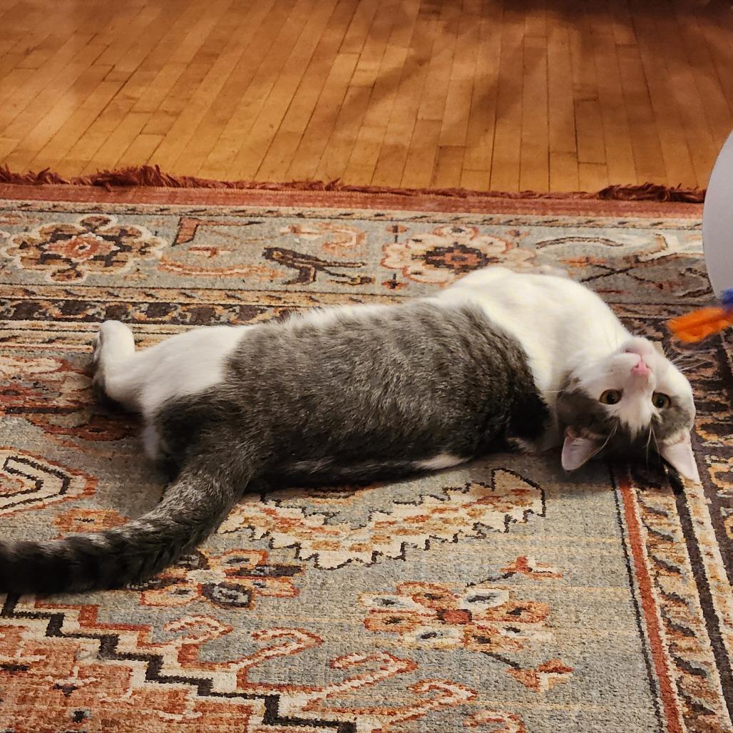 Quarter Pounder with Cheese, a Adoptable Domestic Short Hair in St. Paul, MN image 2/6