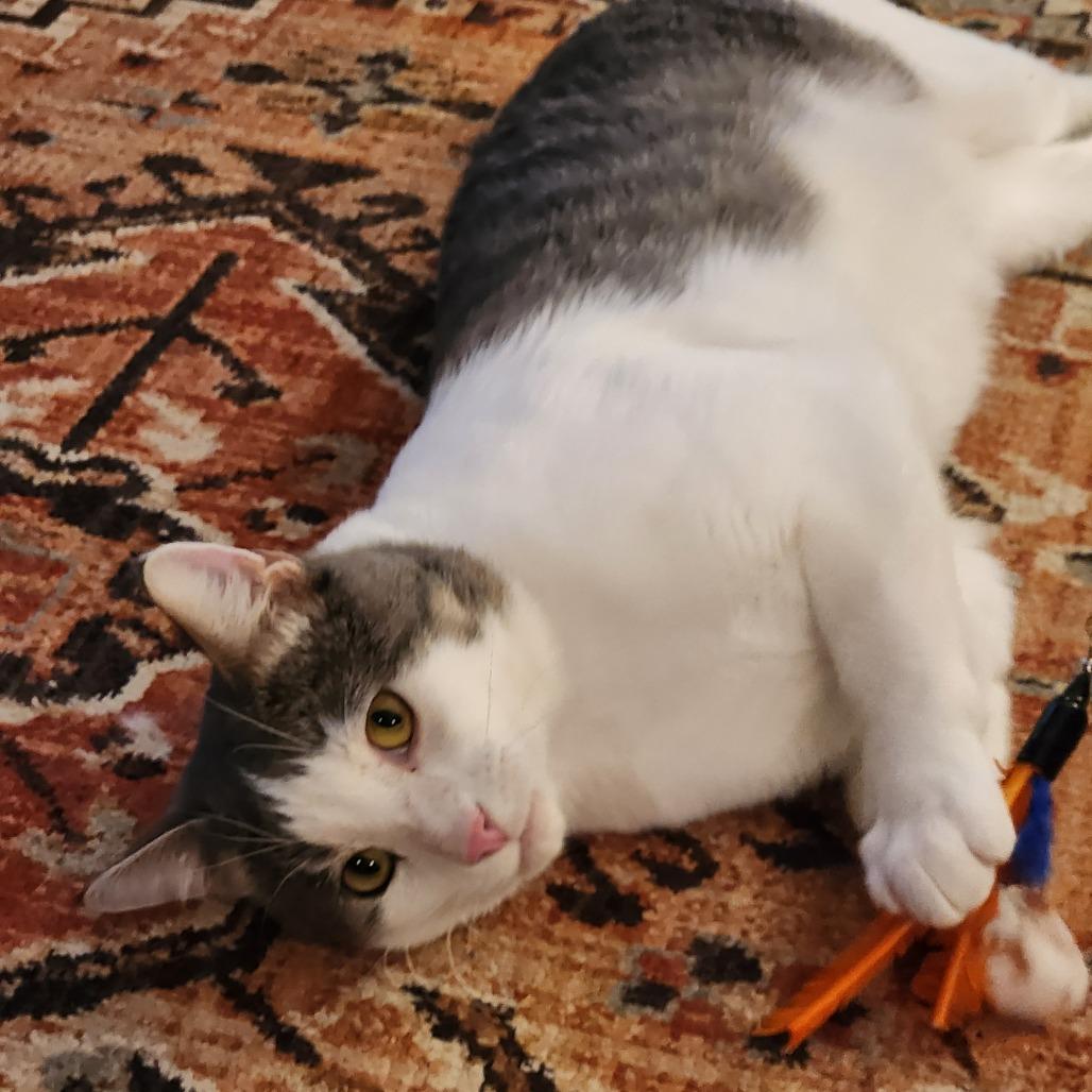 Quarter Pounder with Cheese, a Adoptable Domestic Short Hair in St. Paul, MN image 3/6