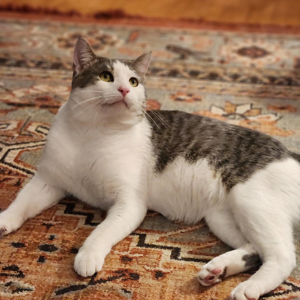 Quarter Pounder with Cheese, a Adoptable Domestic Short Hair in St. Paul, MN image 4/6