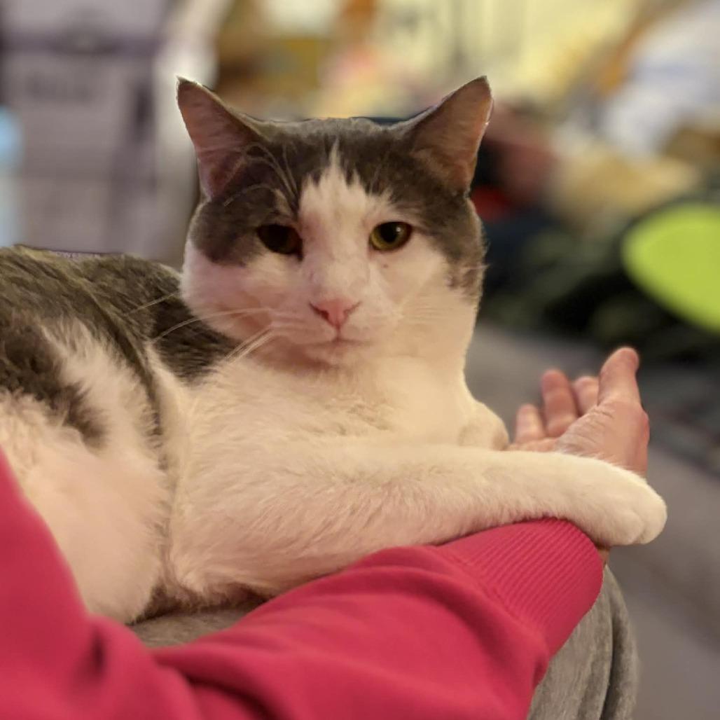 Quarter Pounder with Cheese, a Adoptable Domestic Short Hair in St. Paul, MN image 6/6