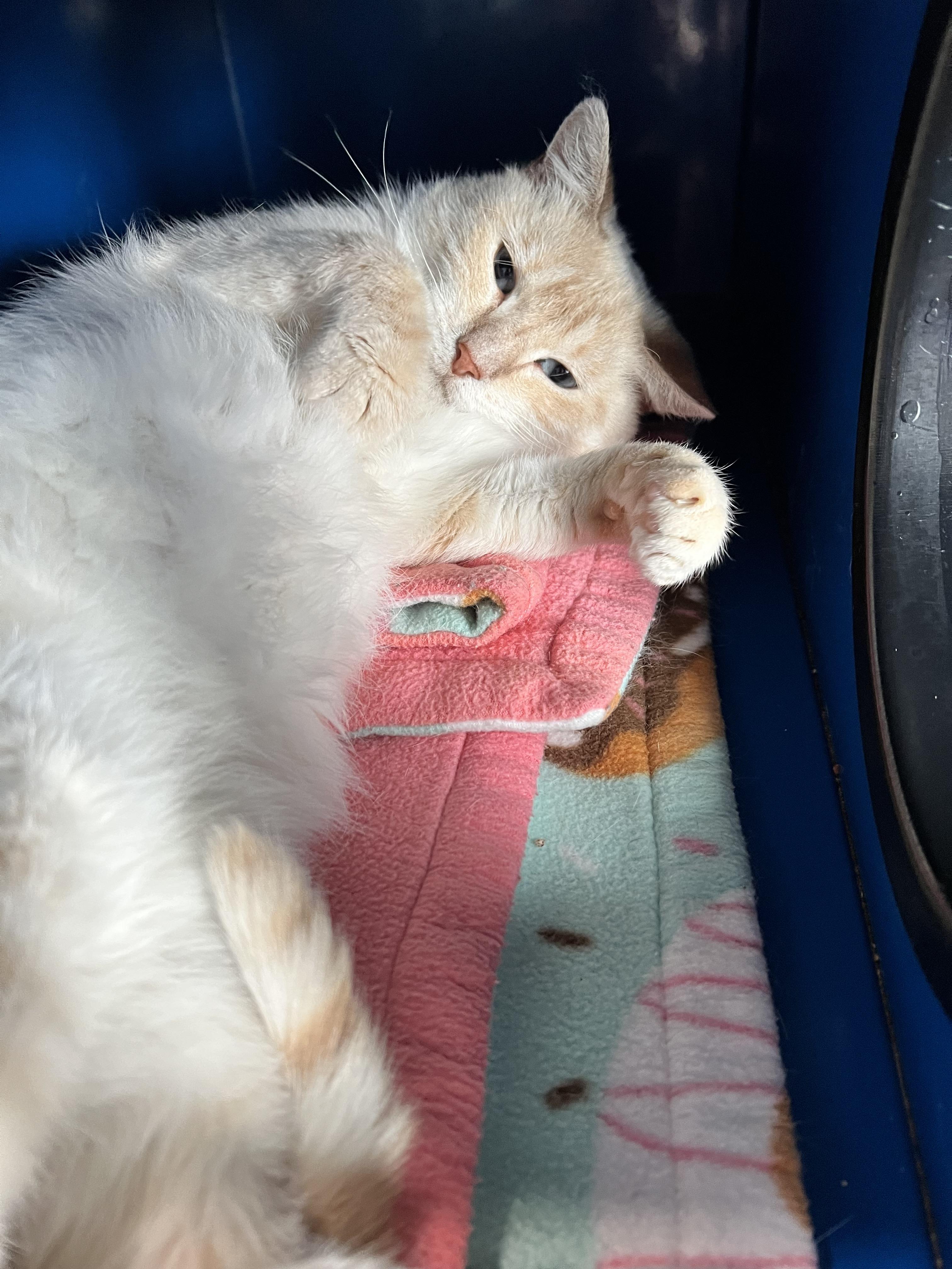 Ember, an adoptable Siamese in Sault Sainte Marie, MI, 49783 | Photo Image 4