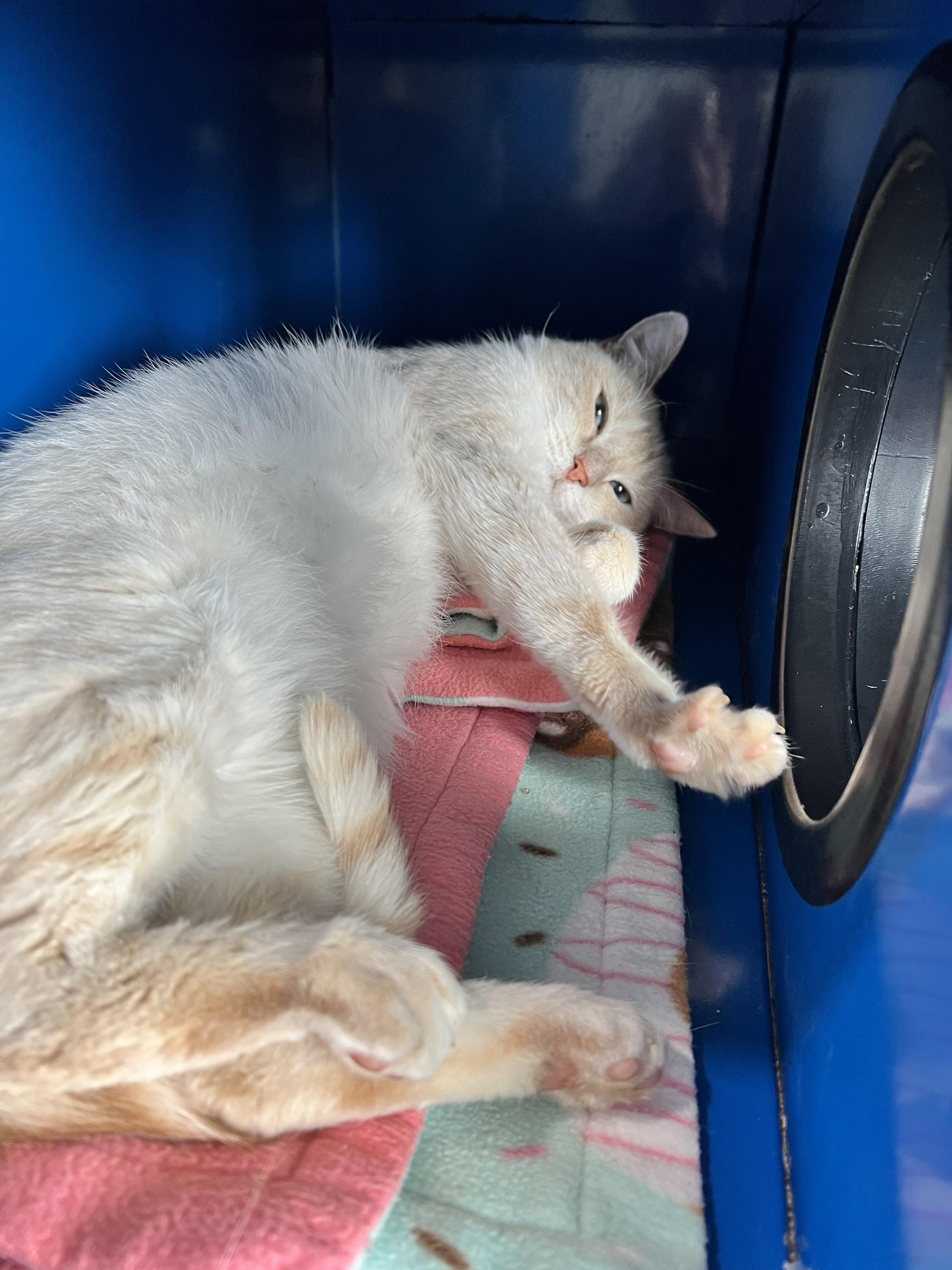 Ember, an adoptable Siamese in Sault Sainte Marie, MI, 49783 | Photo Image 3