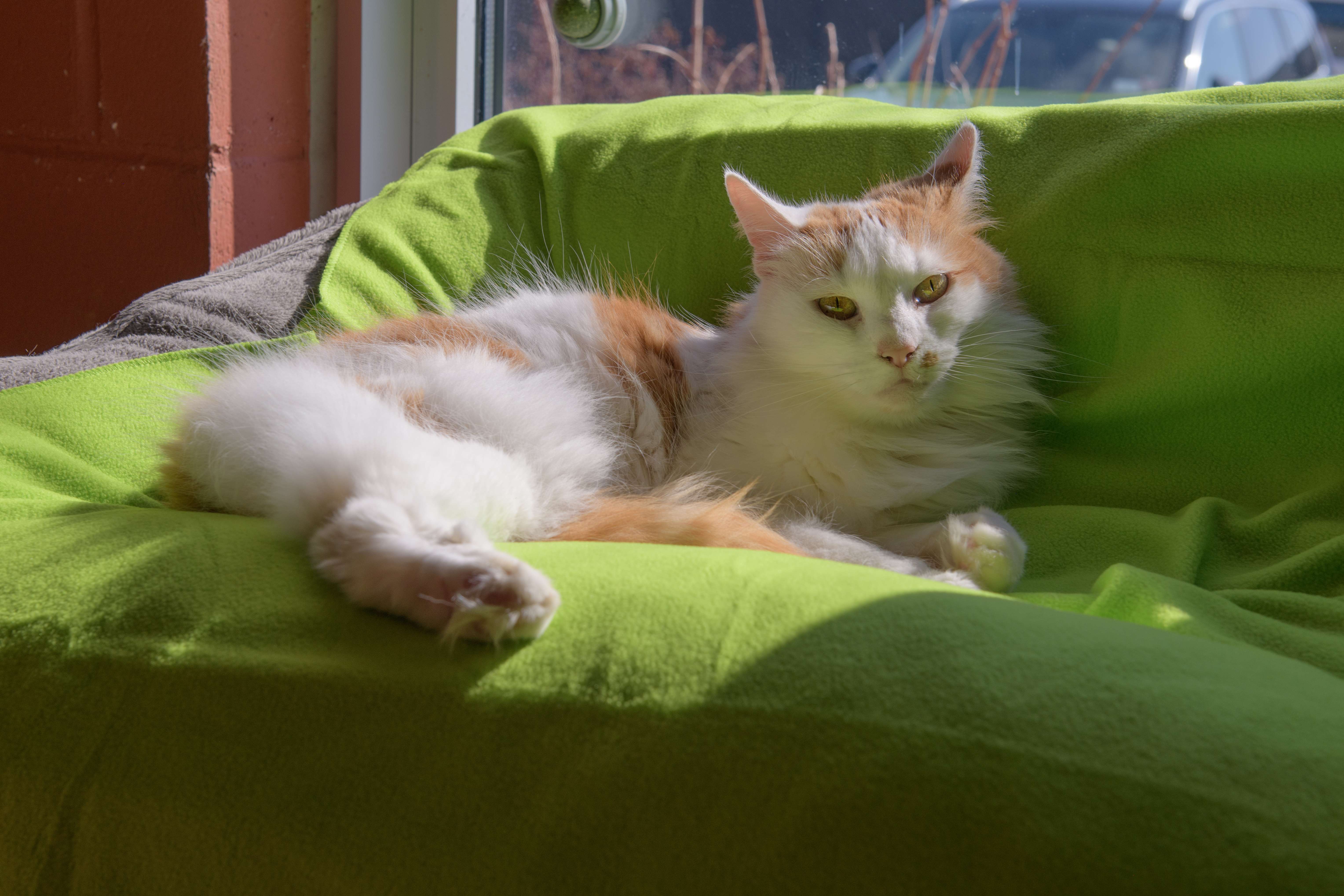 Enlarge Lucy, a Adoptable Domestic Medium Hair in Southold, NY image 1/1