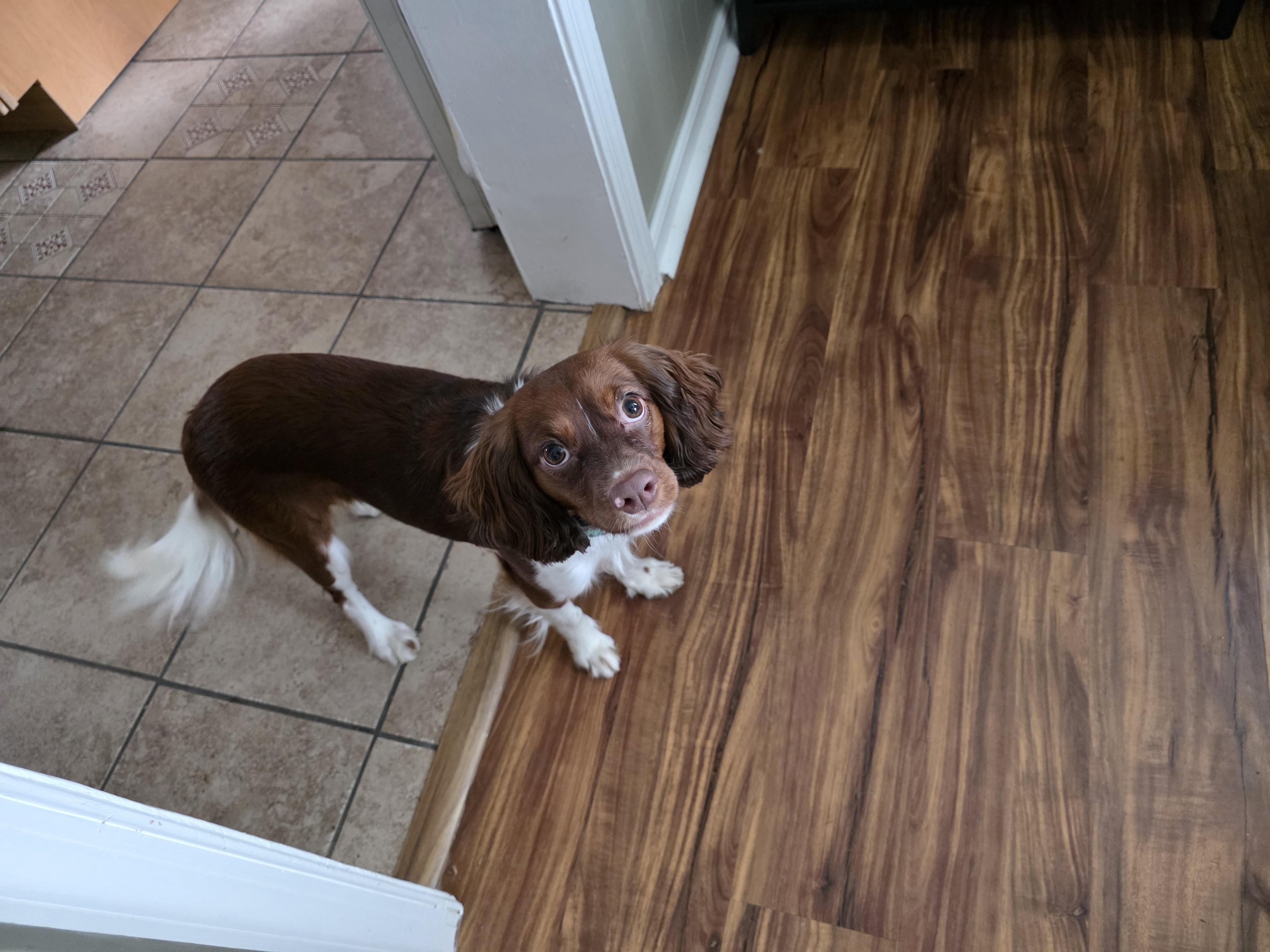 Enlarge Pepper, an adoptable mixed breed in York, PA image 3/4