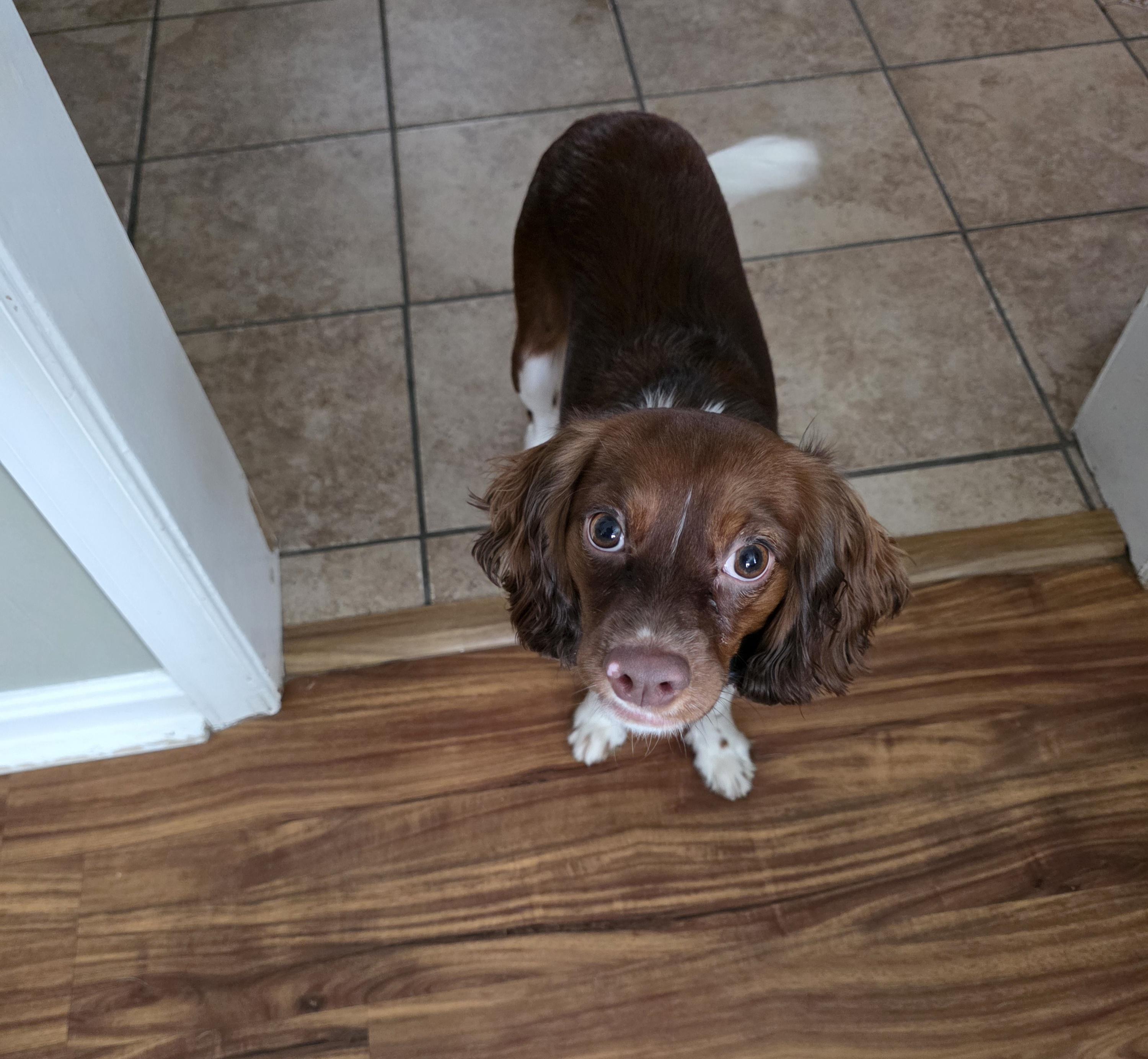 Pepper, adoptable, Puppy Female Dachshund & Cavalier King Charles Spaniel.
