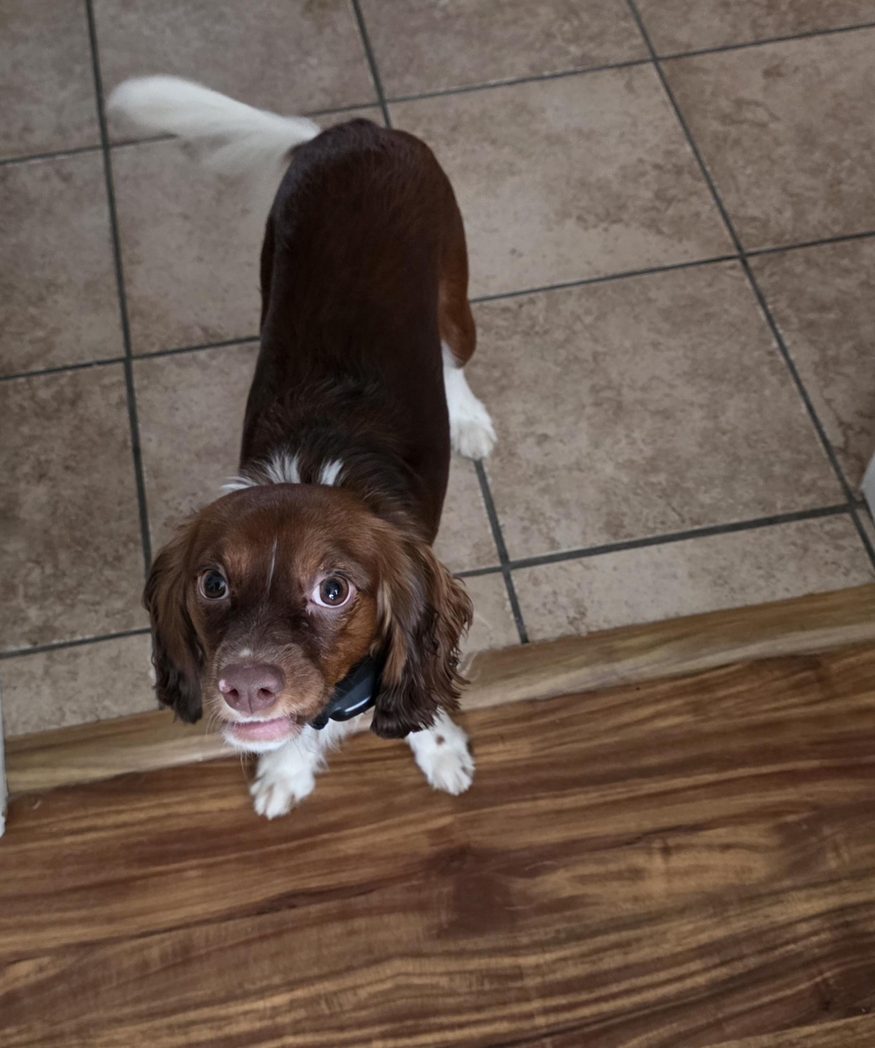 Enlarge Pepper, an adoptable mixed breed in York, PA image 4/4