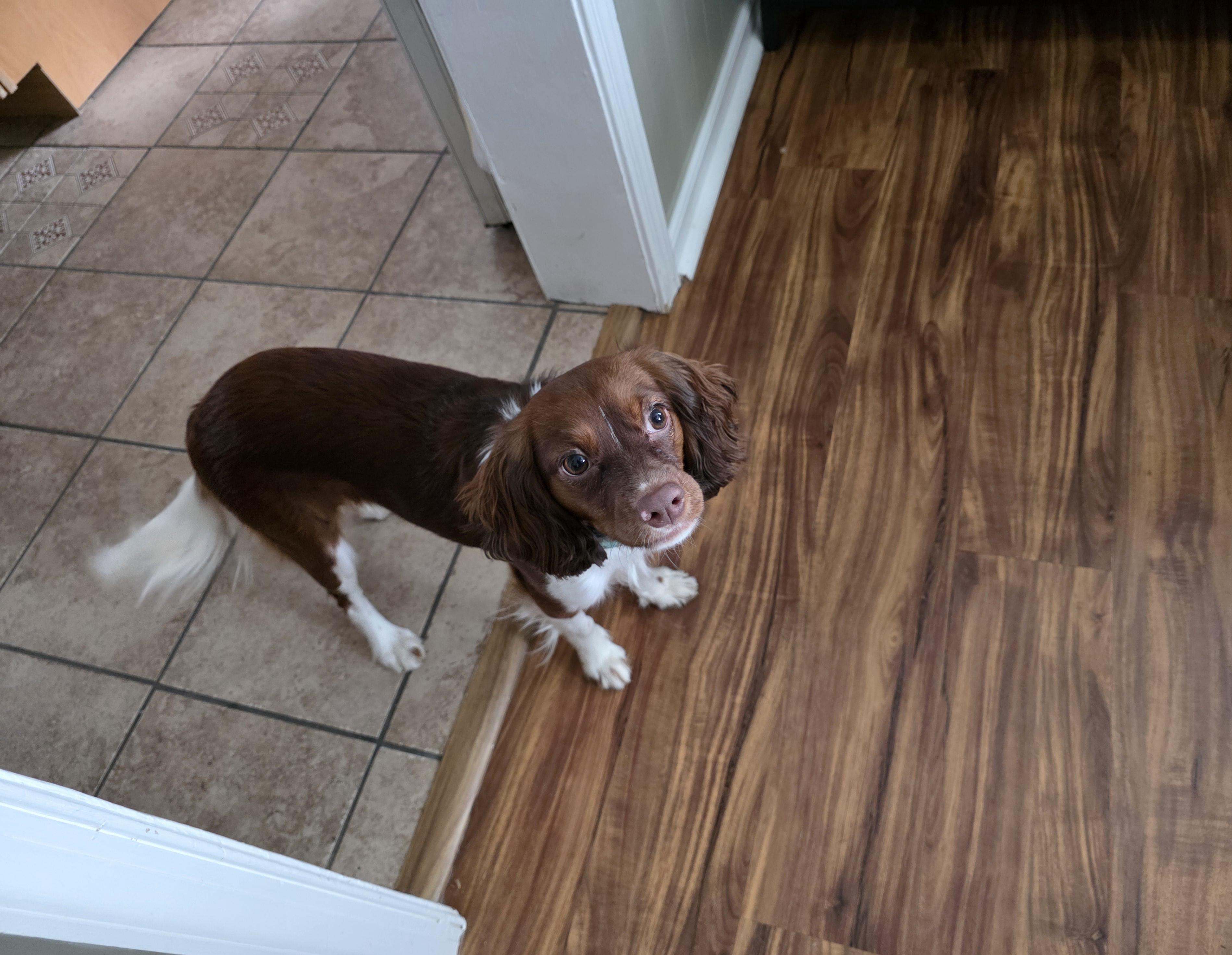 Enlarge Pepper, an adoptable mixed breed in York, PA image 2/4