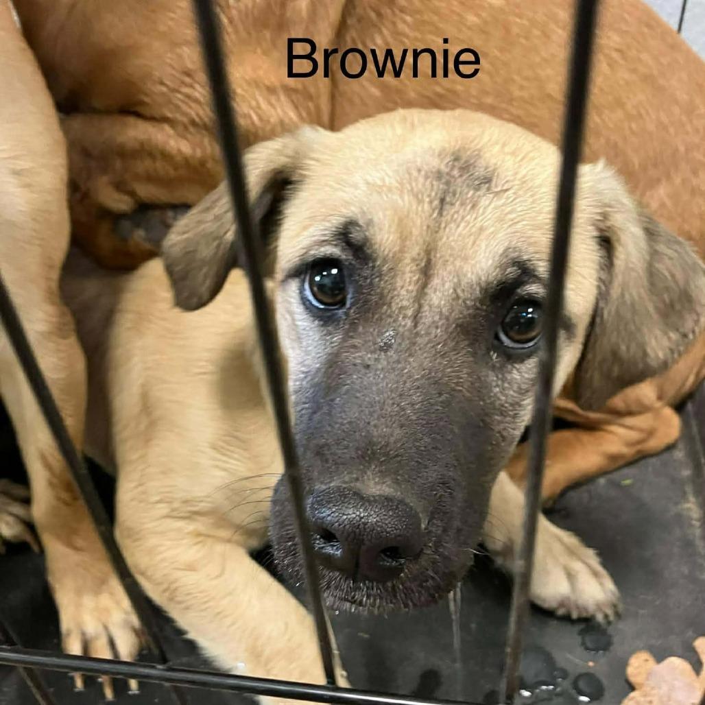 Enlarge Brownie, a Adoptable mixed breed in Madill, OK image 1/1