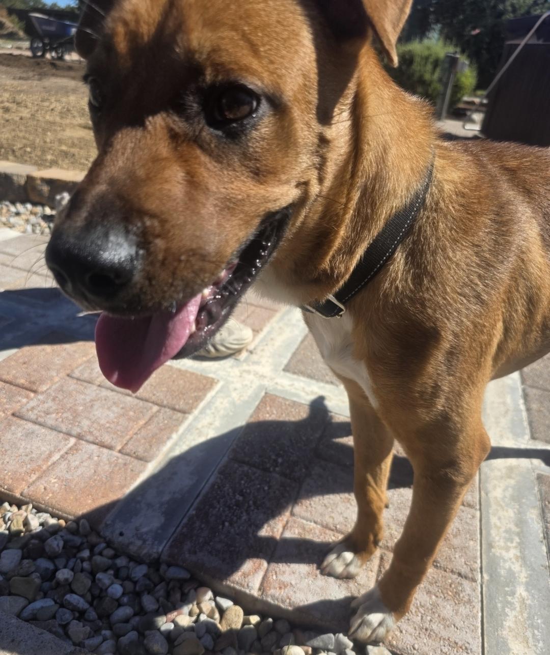 Thor, Adopted, Young Male German Shepherd Dog.