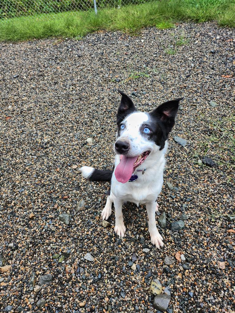 Enlarge Aria, a Adopted mixed breed in Lunenburg, VT image 2/6