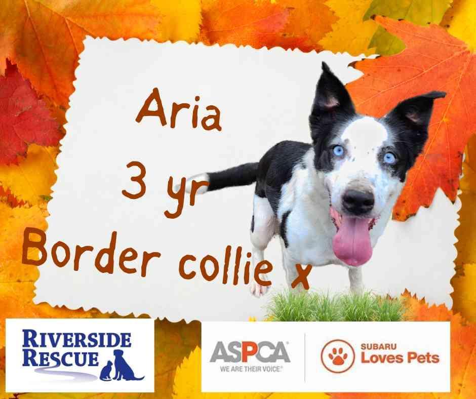 Enlarge Aria, a Adopted mixed breed in Lunenburg, VT image 4/6