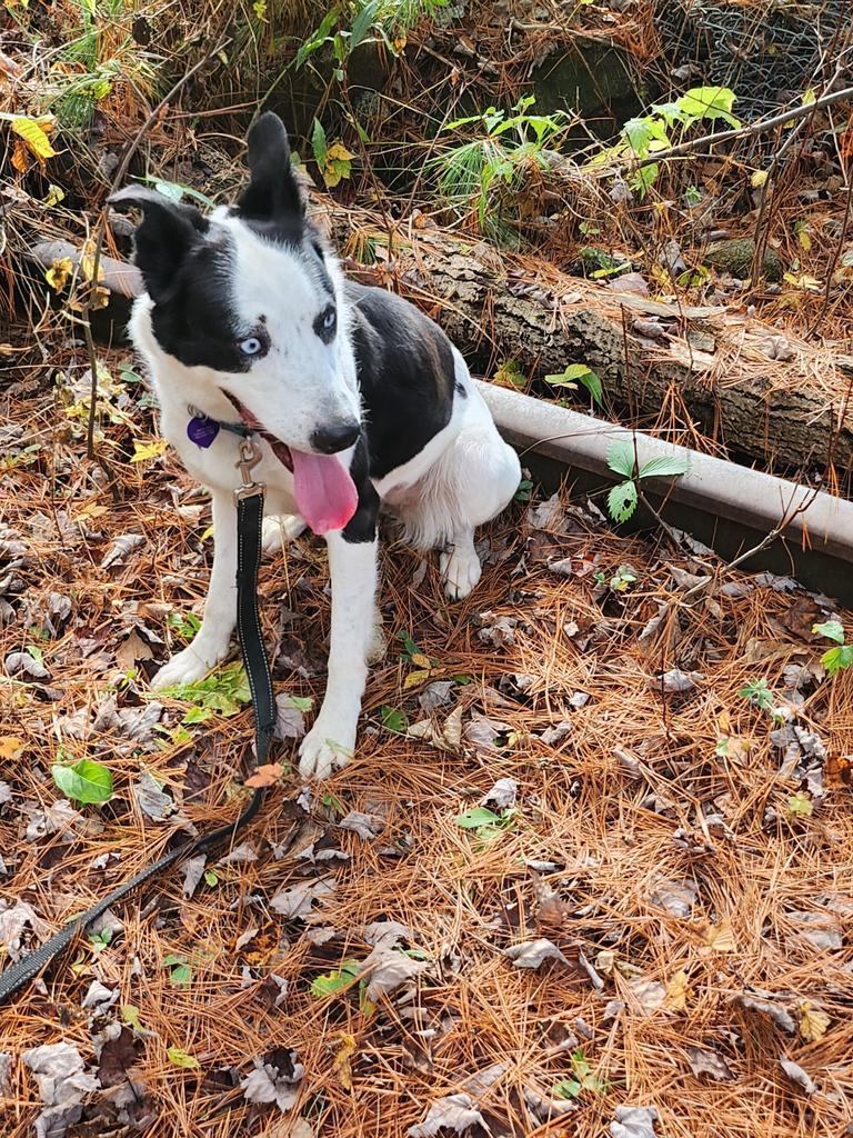 Enlarge Aria, a Adopted mixed breed in Lunenburg, VT image 5/6