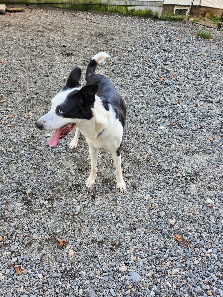 Enlarge Aria, a Adopted mixed breed in Lunenburg, VT image 6/6