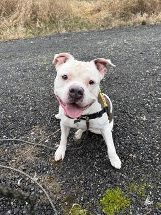 Bossey Boi — thumbnail 2