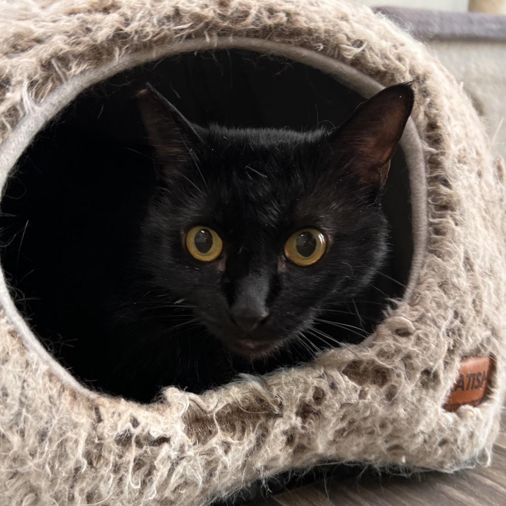 Winnie, Adoptable, Adult Female Domestic Short Hair.