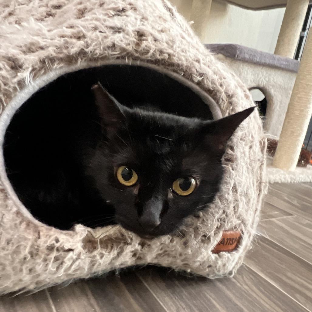 Enlarge Winnie, a Adoptable Domestic Short Hair in Las Vegas, NV image 2/3