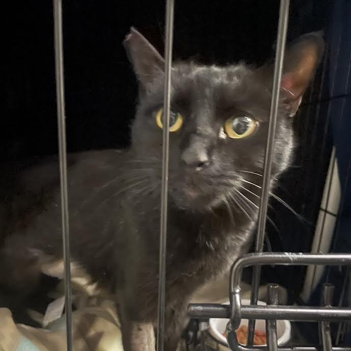 Enlarge Winnie, a Adoptable Domestic Short Hair in Las Vegas, NV image 3/3