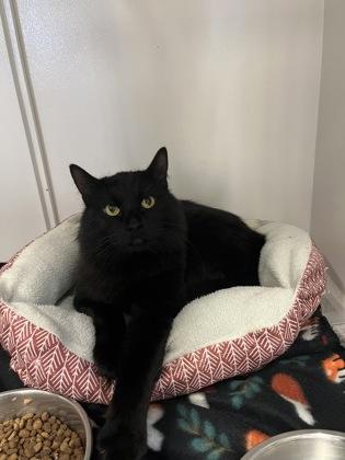 Dimmi, ADOPTABLE, Adult Male Domestic Medium Hair.