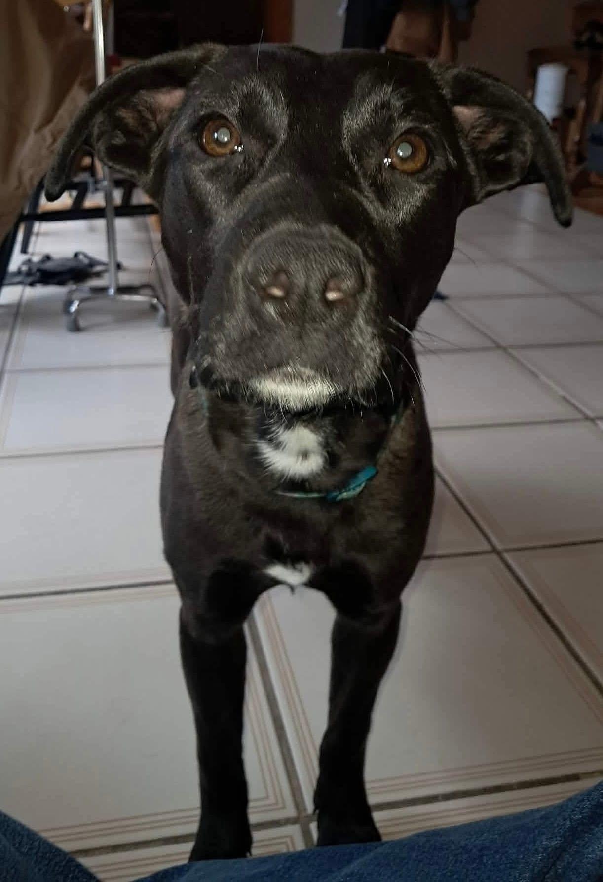 Enlarge Lola, a ADOPTABLE mixed breed in Brooks, ME image 2/4